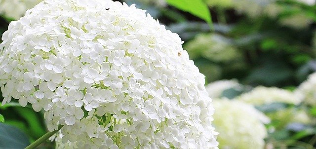 hydrangea-1525466_640.jpg