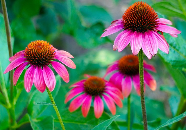 echinacea-g36b703f10_640.jpeg