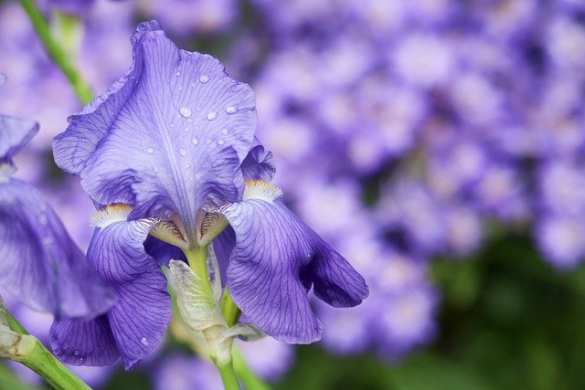 iris-4968987_640.jpg