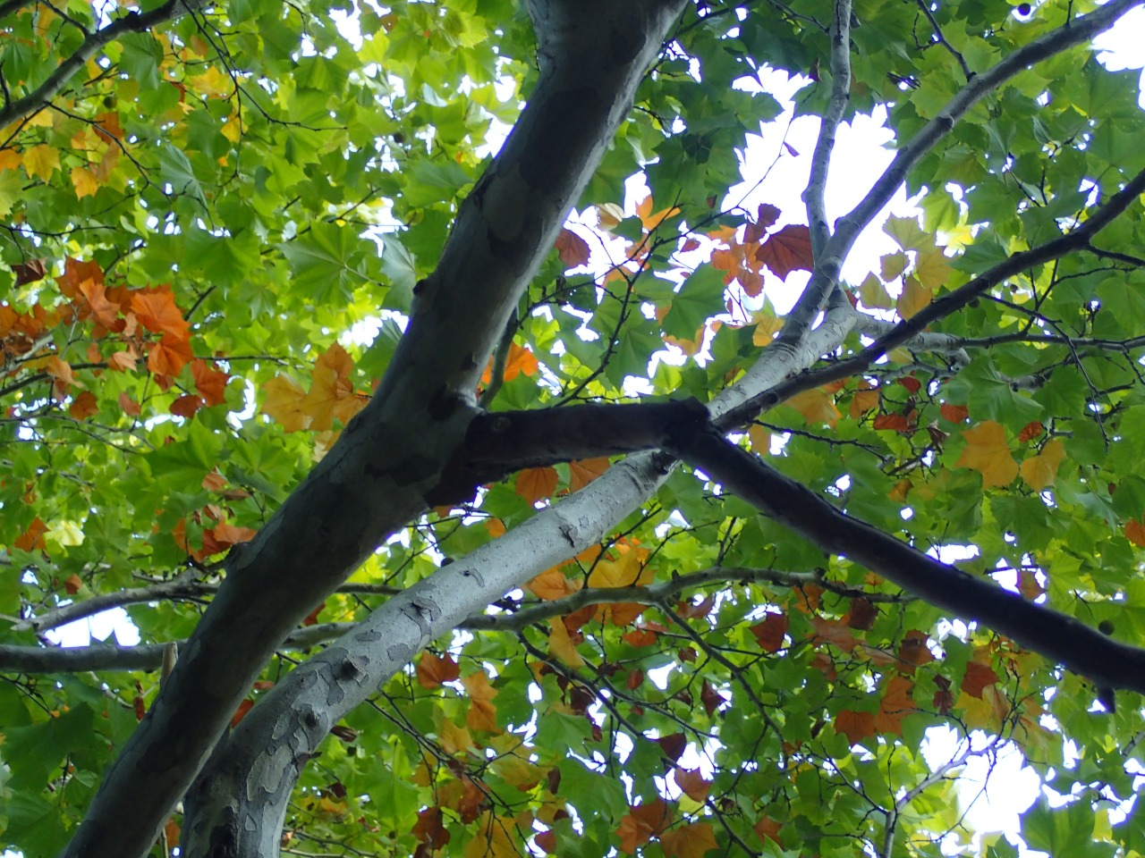 PA221062.JPG