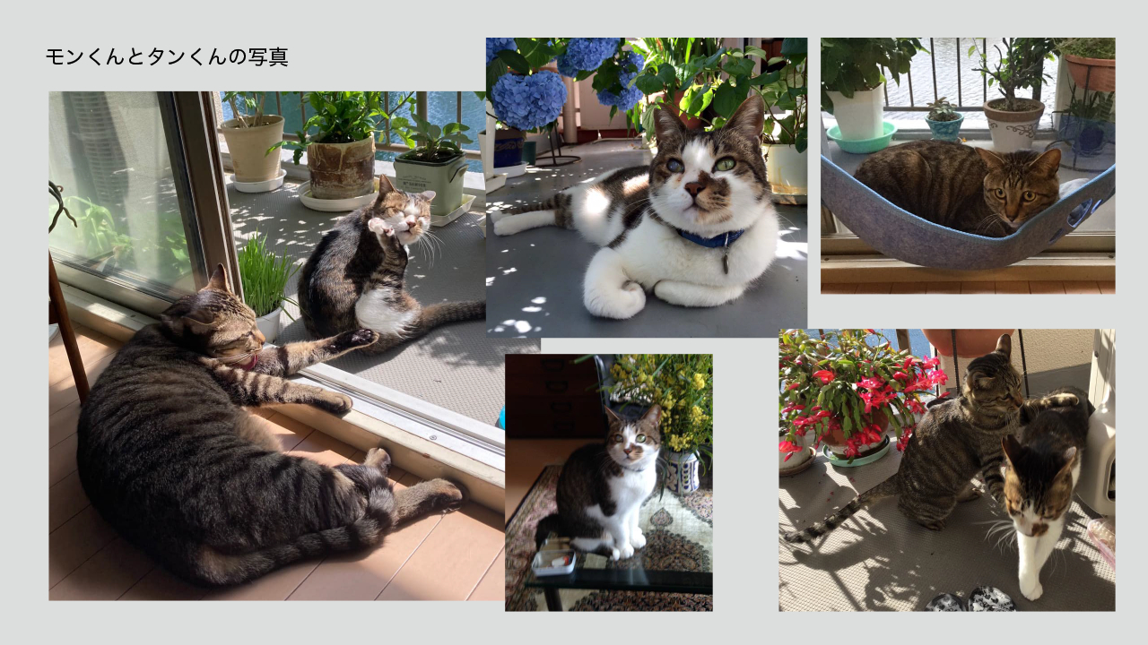 ブログ用画像12montan-1.png