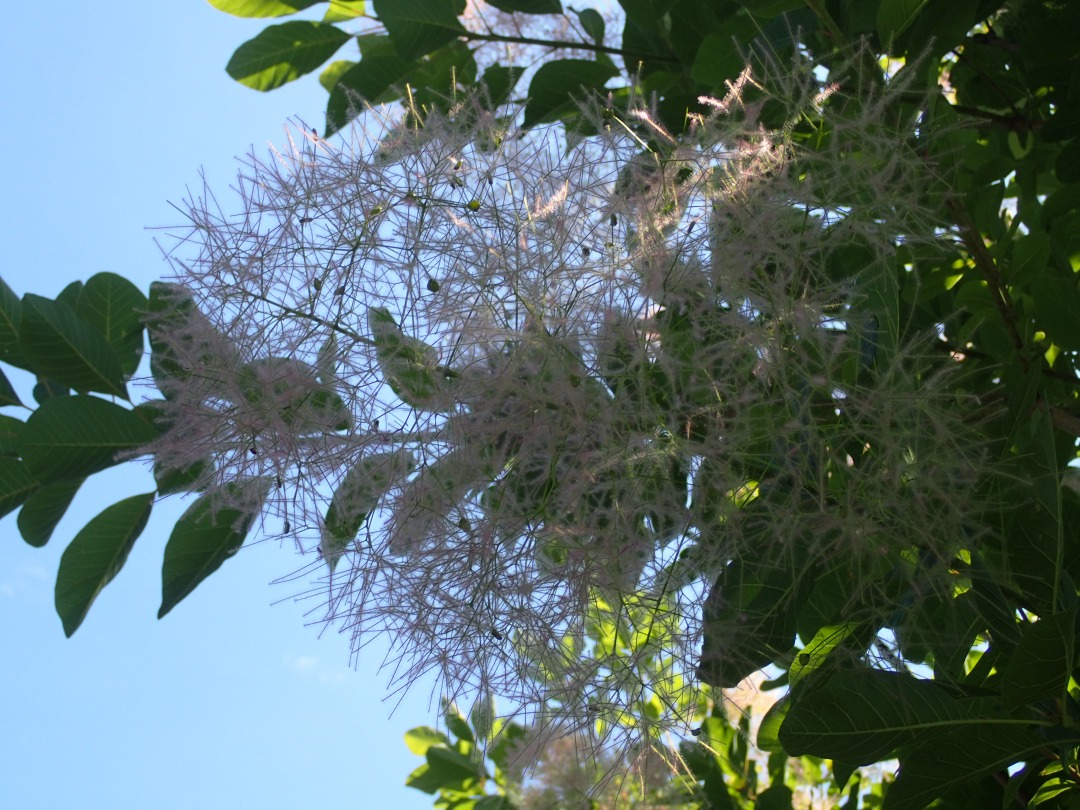 P5310054.JPG