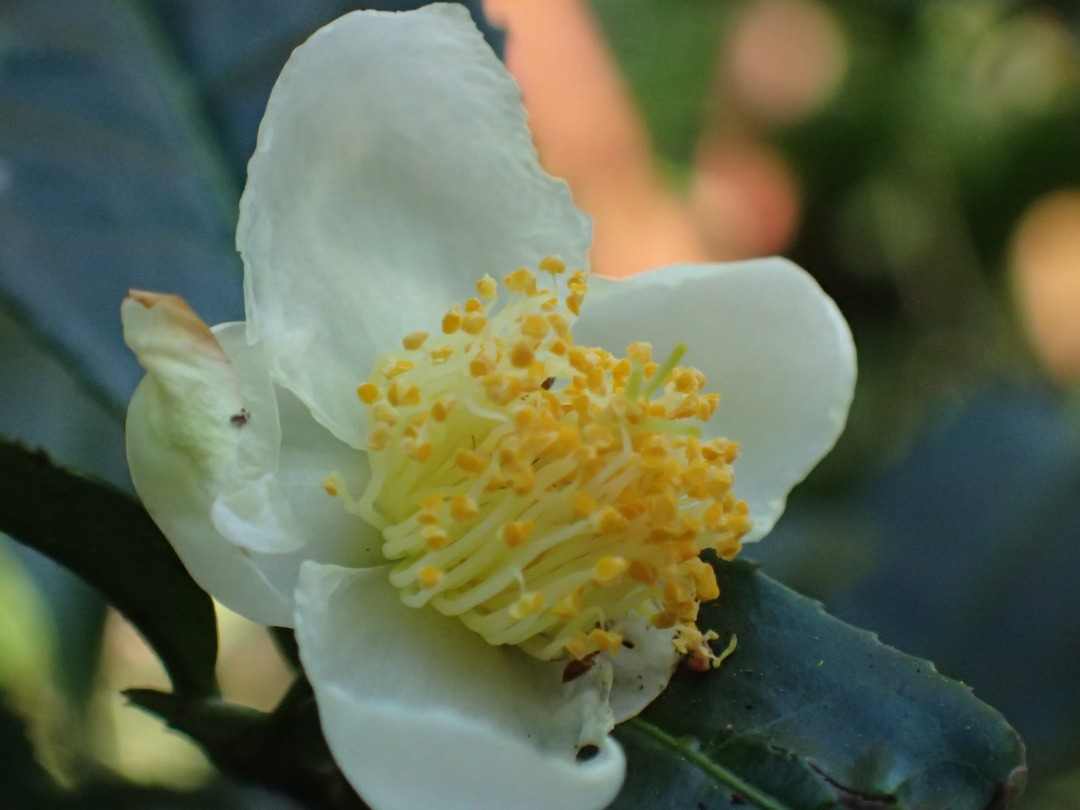 PA100466.JPG