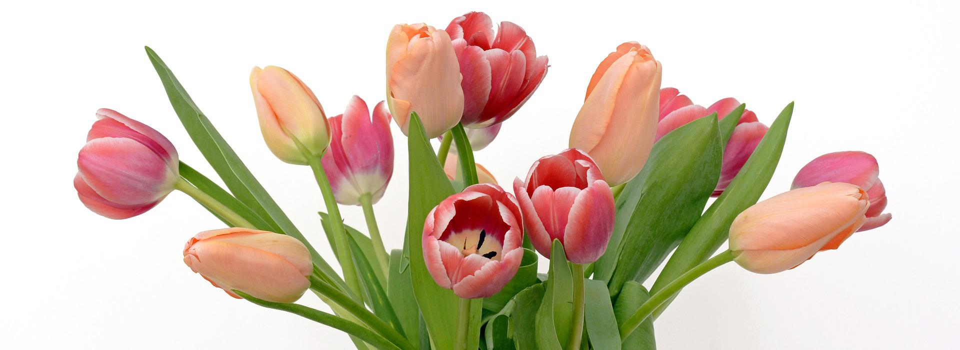 tulips-gce2717124_1920.jpg