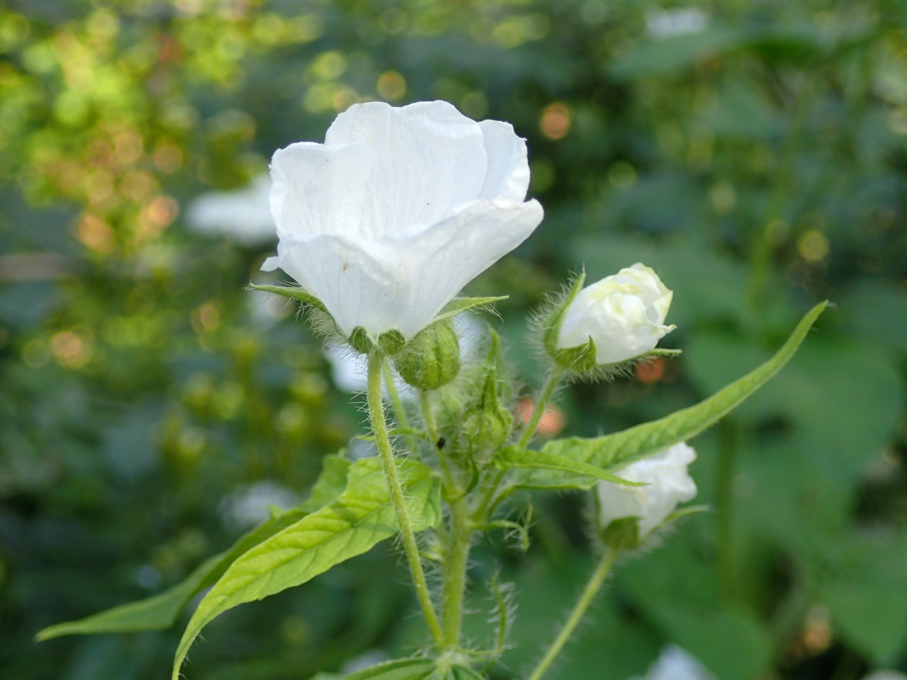 PB160683.JPG
