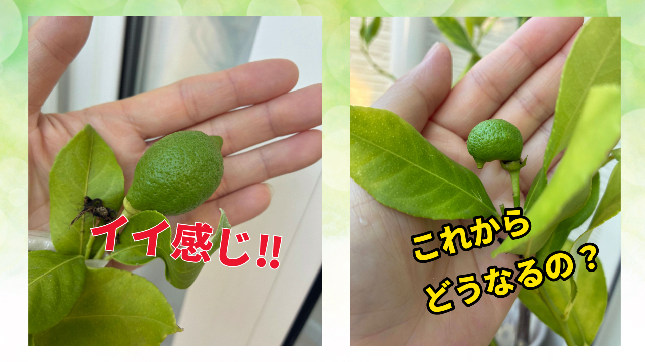 レモン.png