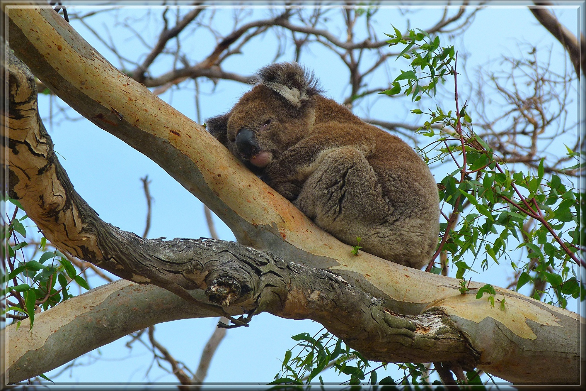koala-5267051.jpg