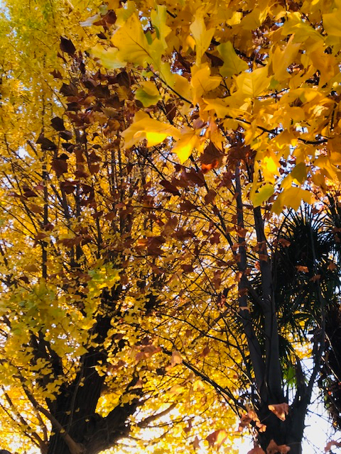 IMG_7018.jpeg