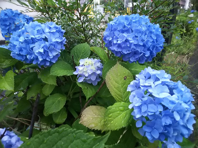 三沢川の紫陽花3.JPG