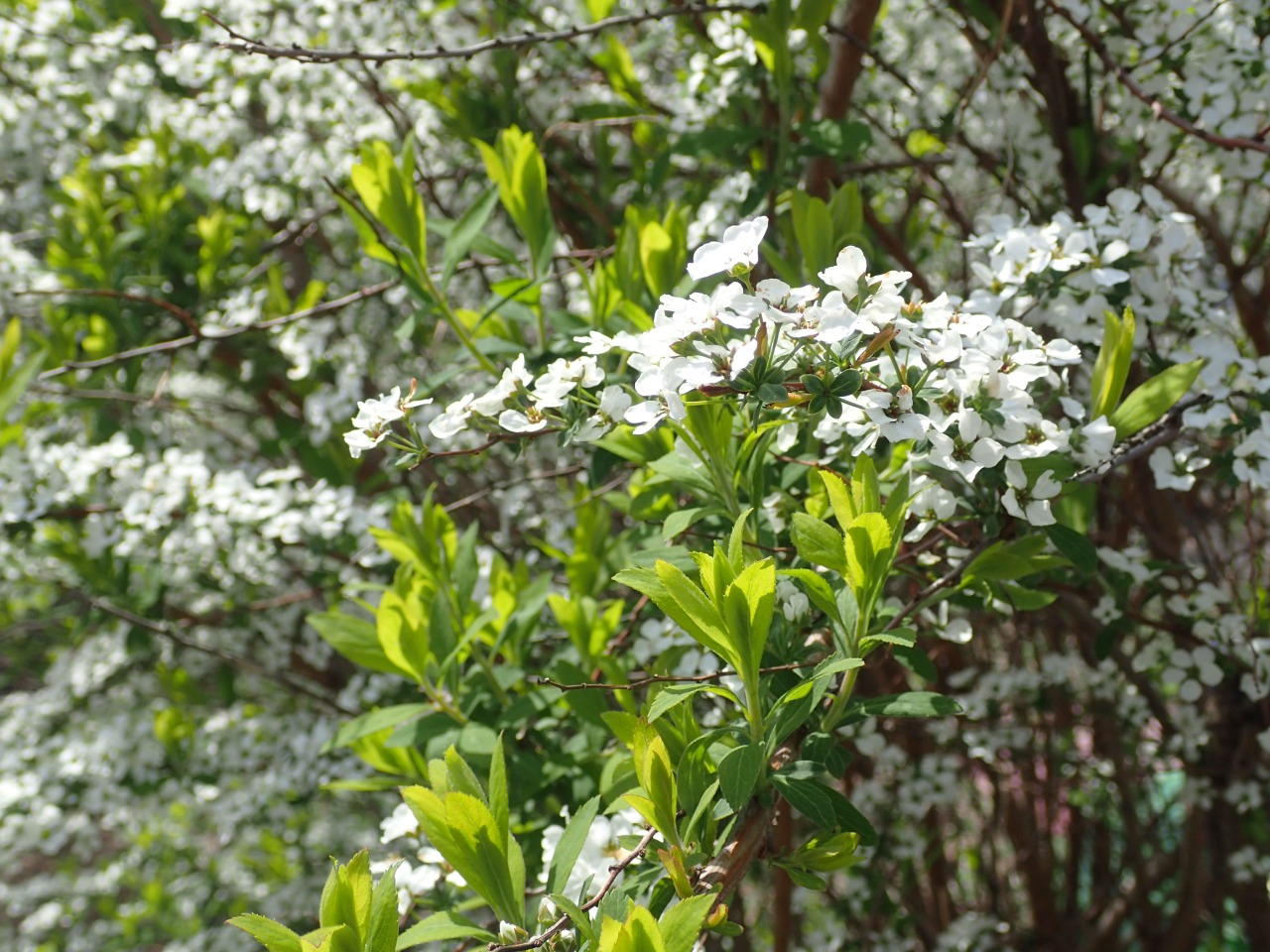 P3300691.JPG