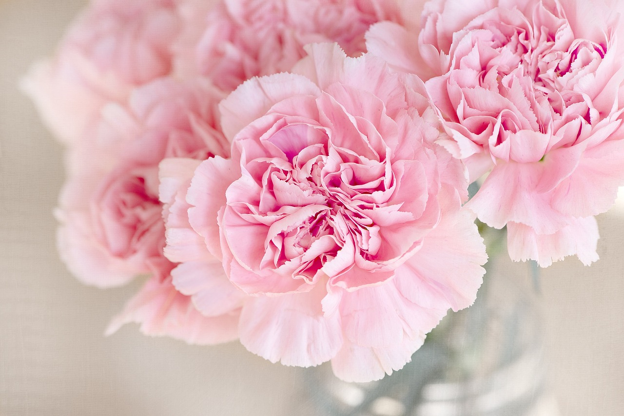 carnation-g92a653803_1280.jpg