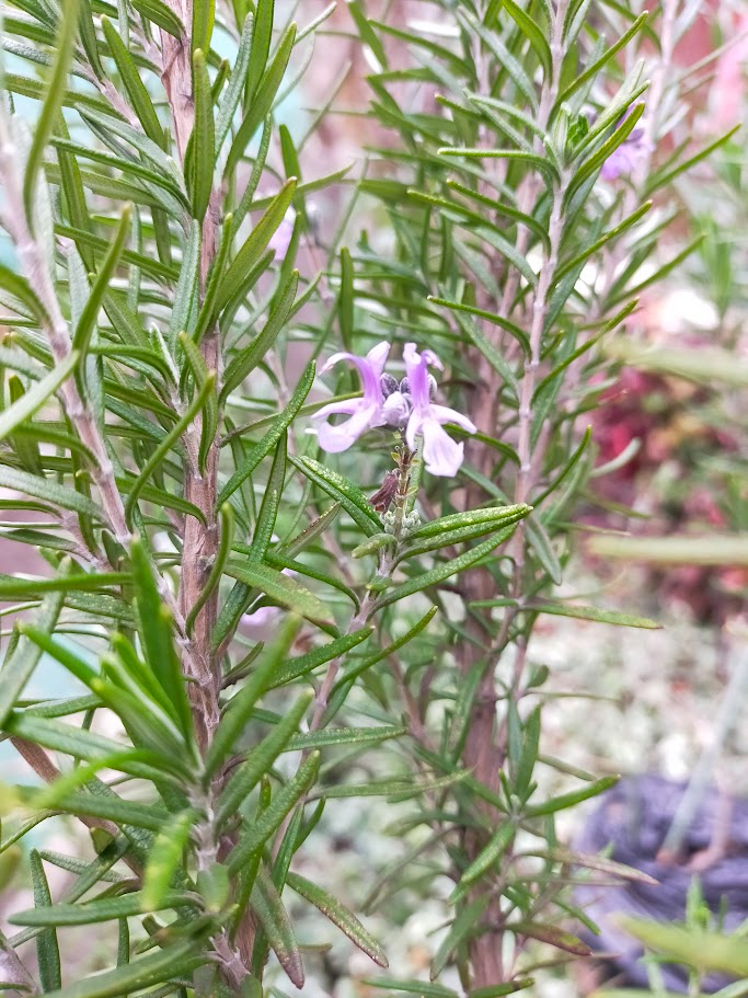 IMG20260306110311 (1).jpg