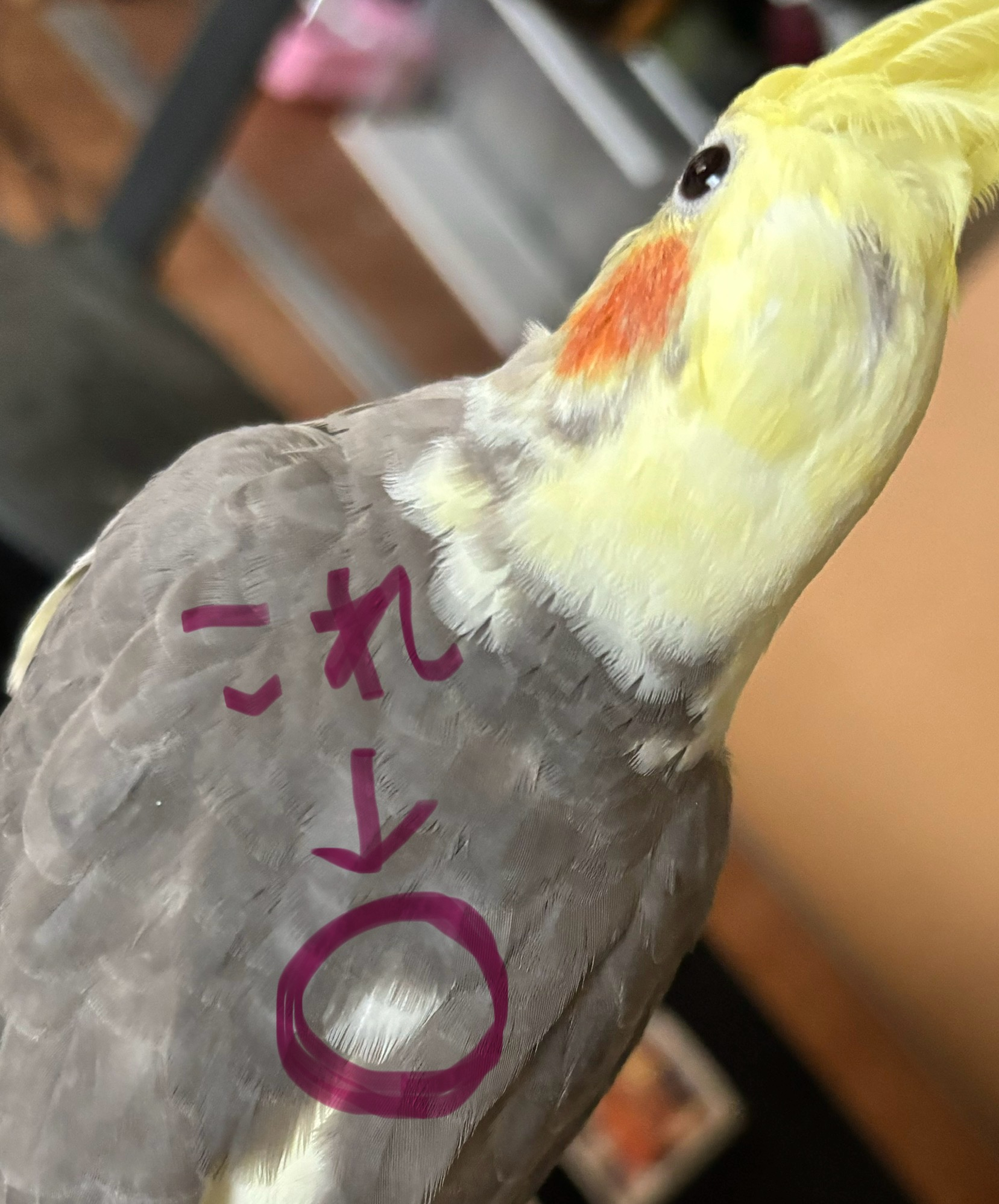 1.jpeg