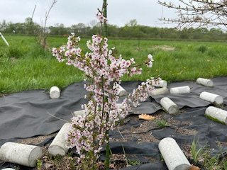 富士桜２.jpg