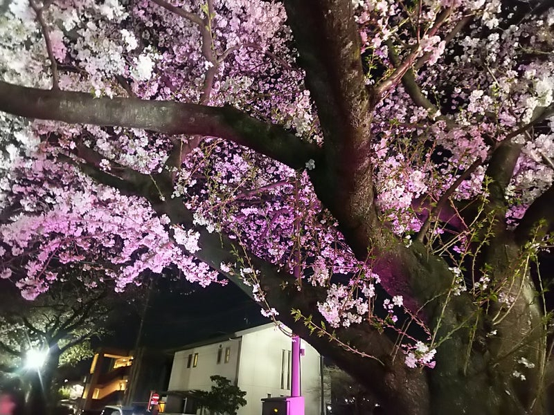 2025年の桜14.jpg