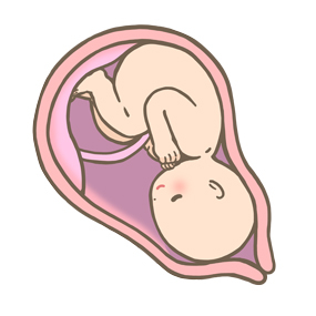 子宮内赤ちゃん.png