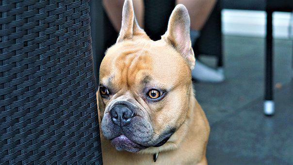 french-bulldog-4373633__340.jpg