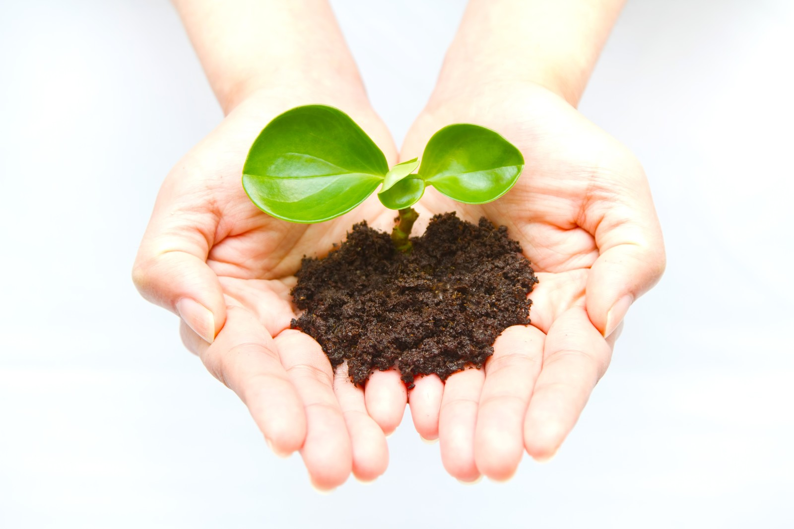 C789_ecote_TP_V (1).jpg