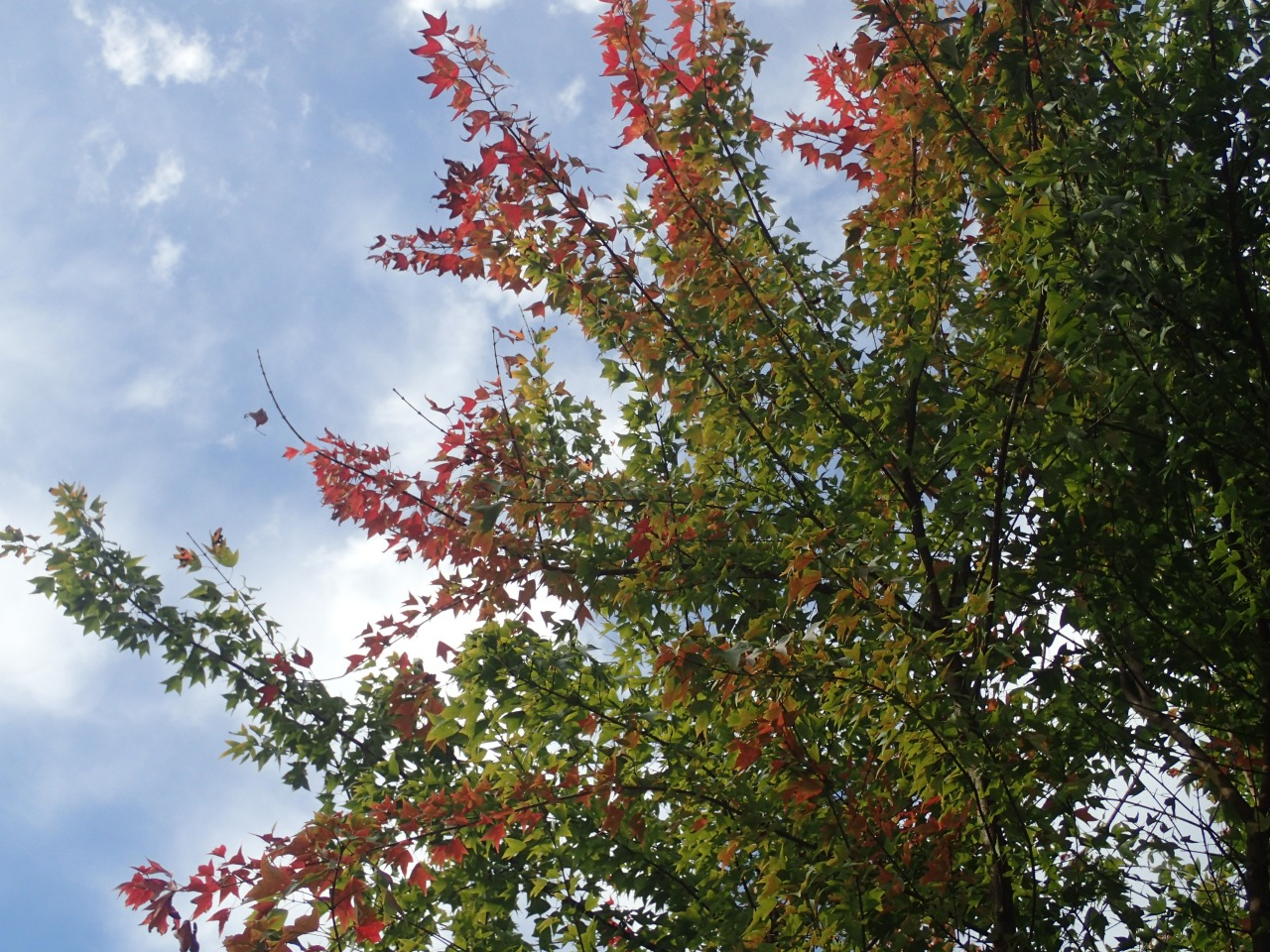 PA290308.JPG