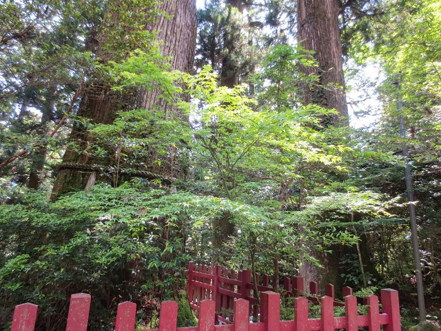 箱根神社_安産杉01.jpg