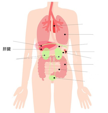 肝臓.jpg