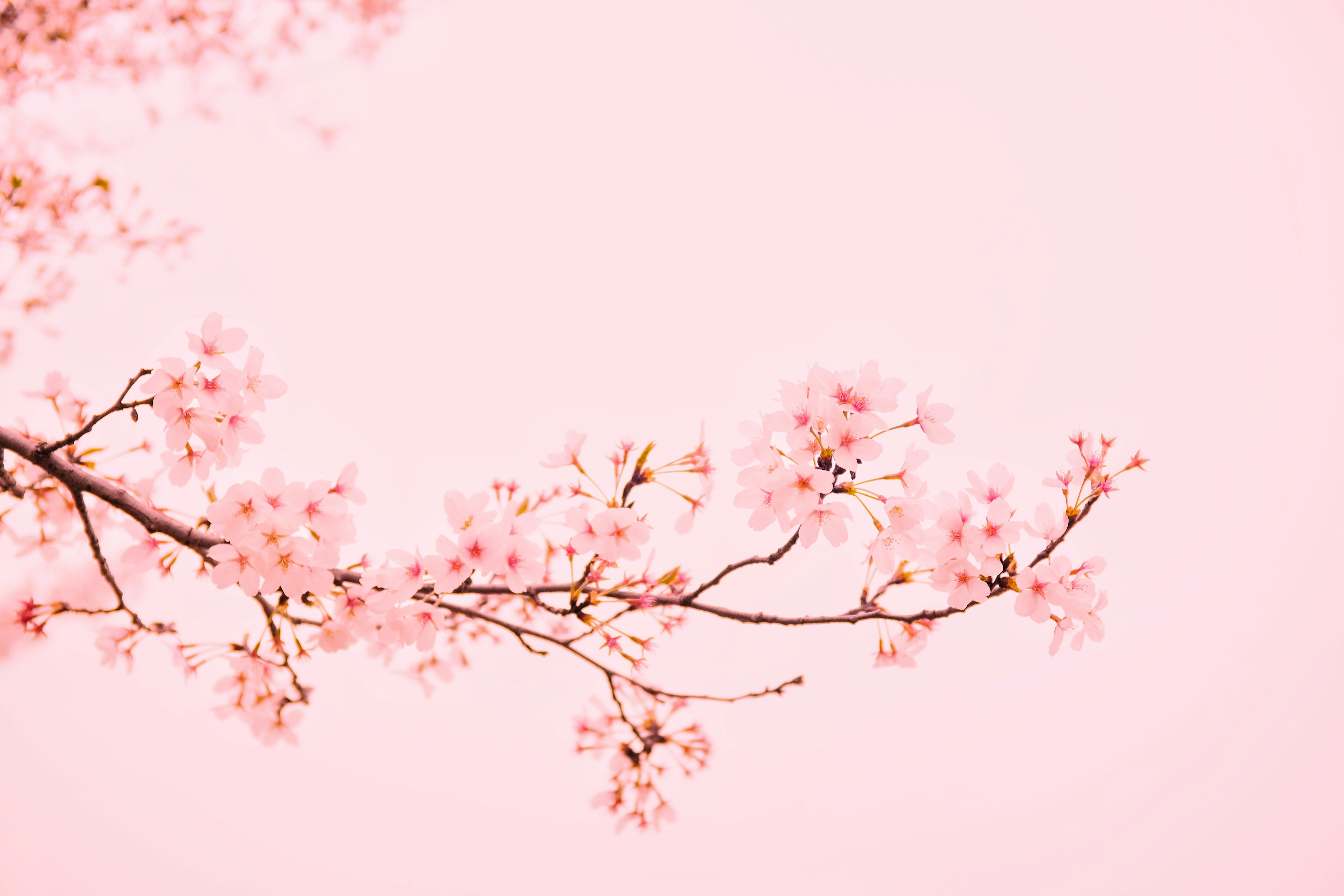 mi-min-pkpqoBp11Jc-unsplash.jpg