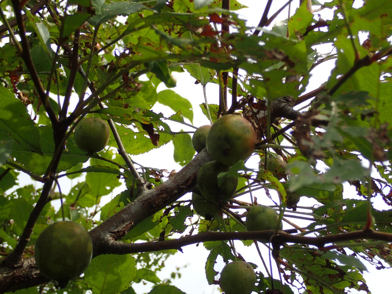 PA121009.JPG