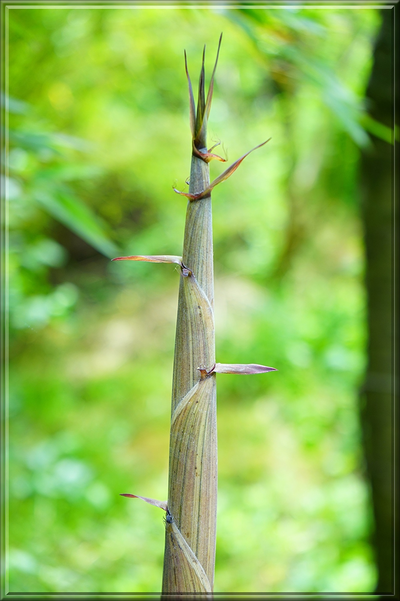 golden-bamboo-474265.jpg