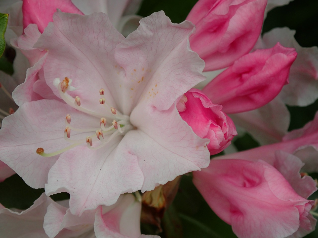 P4201446.JPG