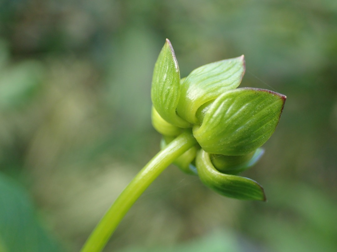 PA180681.JPG