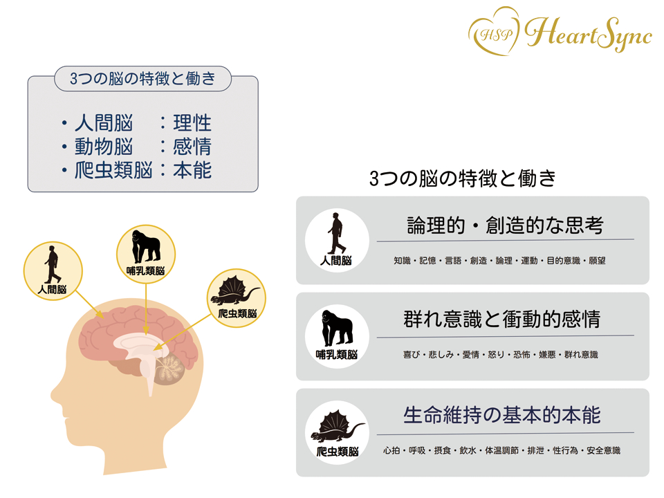 HSP_3brain_image.png