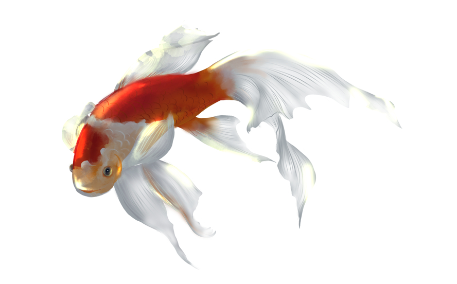 金魚.png