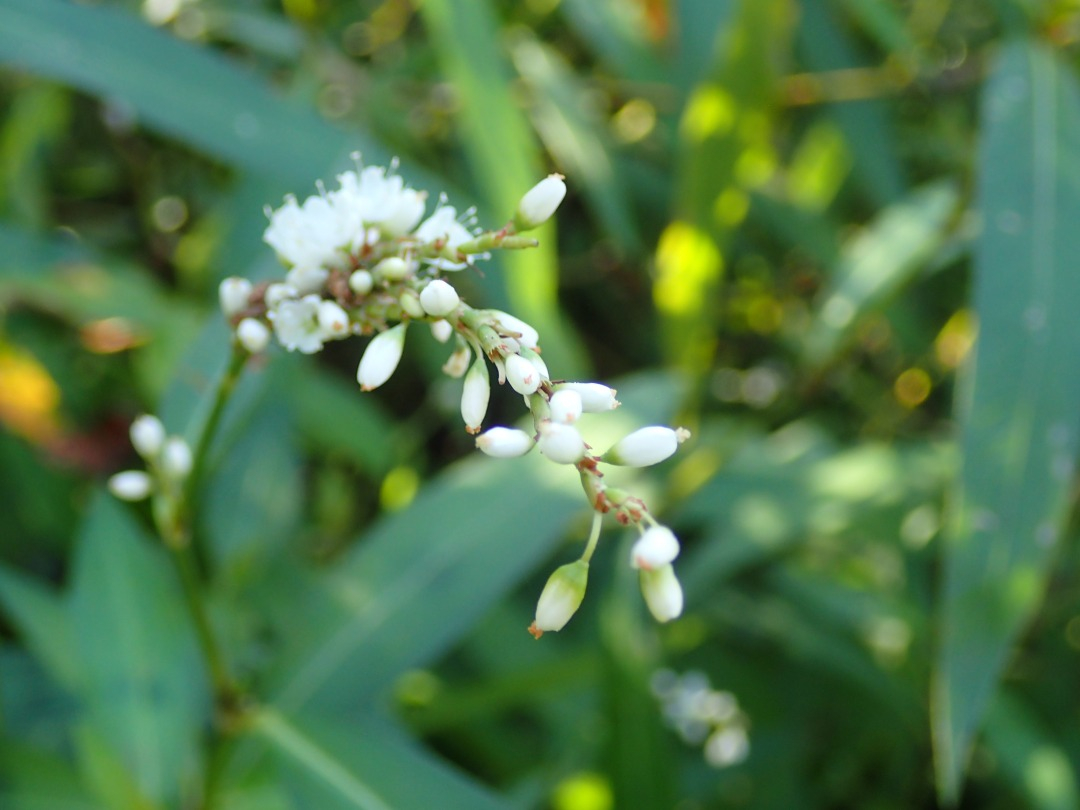 PA100305.JPG