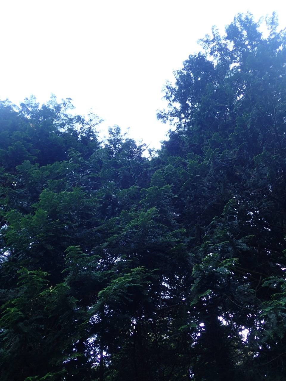 P6171824.JPG
