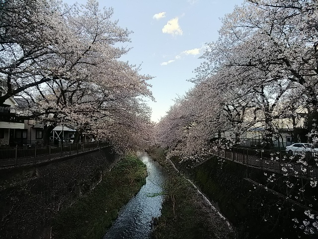2026年の桜・三沢川②1.JPG