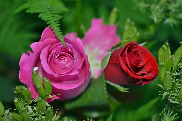 roses-208980_640.jpg