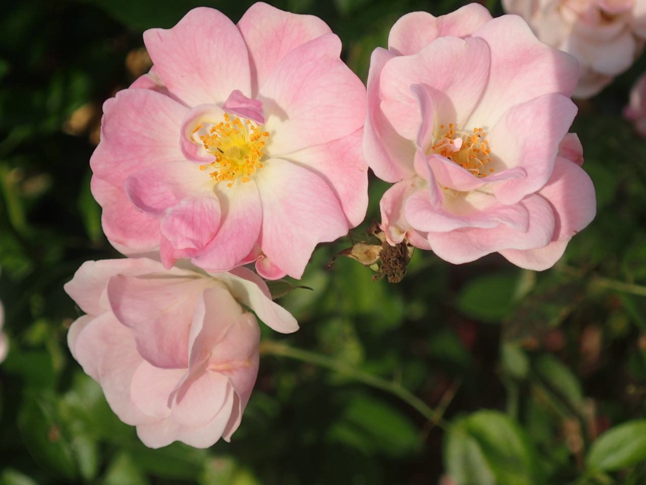 PB170736.JPG