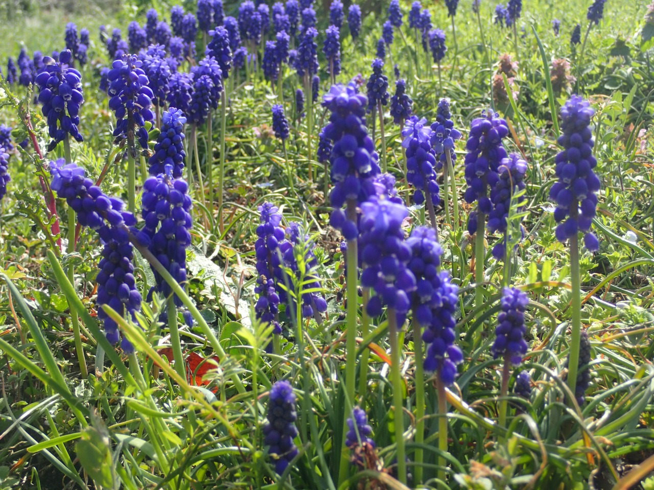 P3300040.JPG