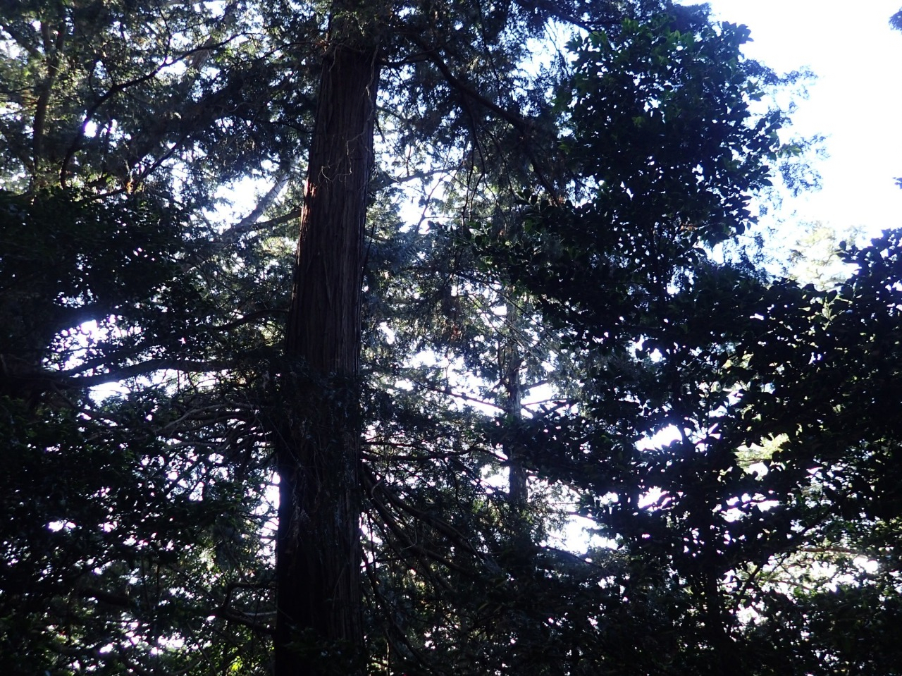 PC310201.JPG