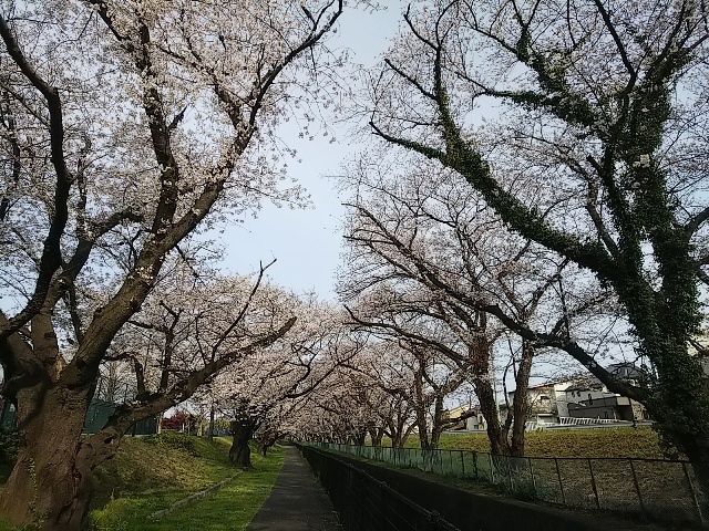 2026年桜・緑地公園①4.JPG