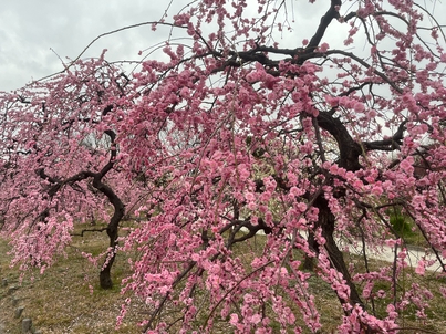 0B512B21-FF42-46F0-9865-CDCA547B6A54 (1).jpg