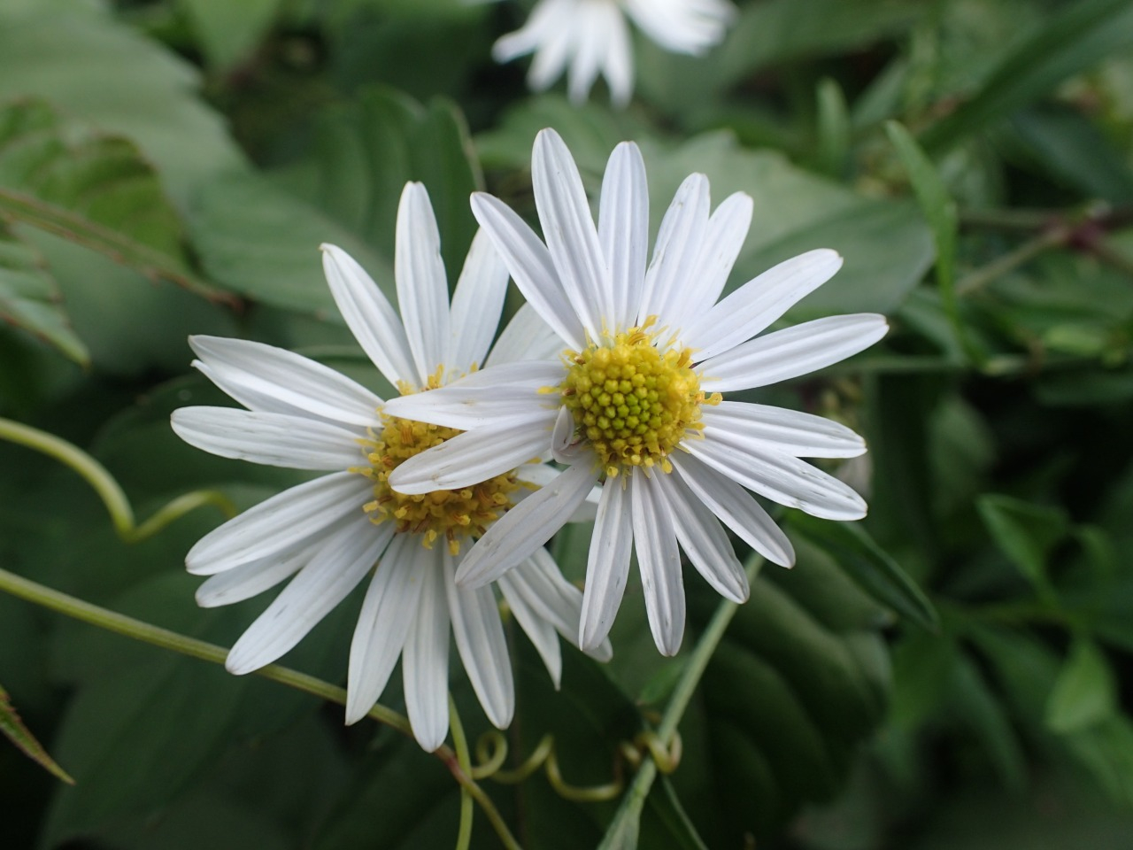 PA210334.JPG