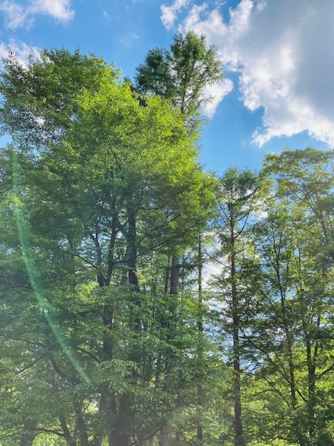 お姫様みたいな名前の花 おしゃべり魔法使い ラブフリーダム Coconalaブログ