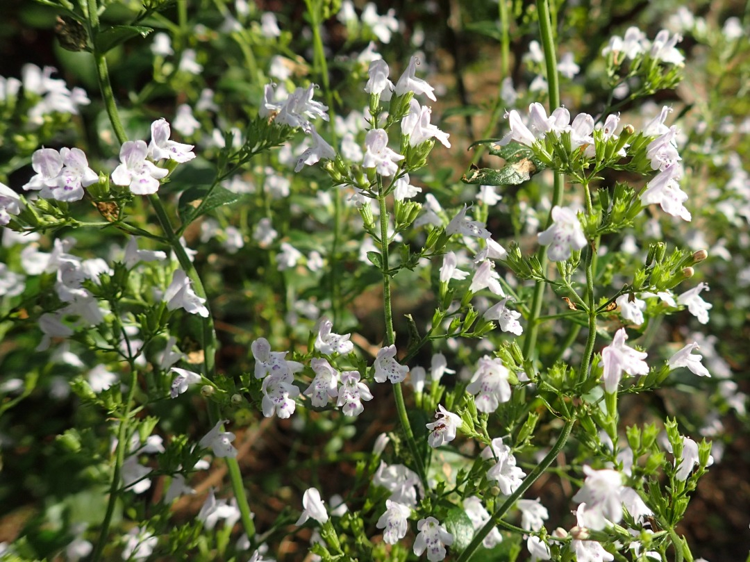 PA180360.JPG