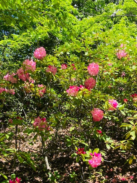 お姫様みたいな名前の花 おしゃべり魔法使い ラブフリーダム Coconalaブログ