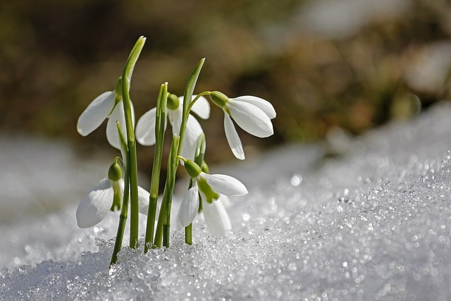 spring-1166564_640.jpg