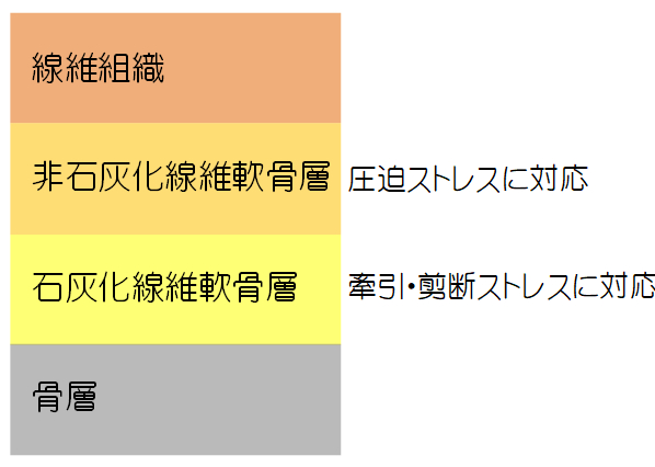 eoc 構造.PNG