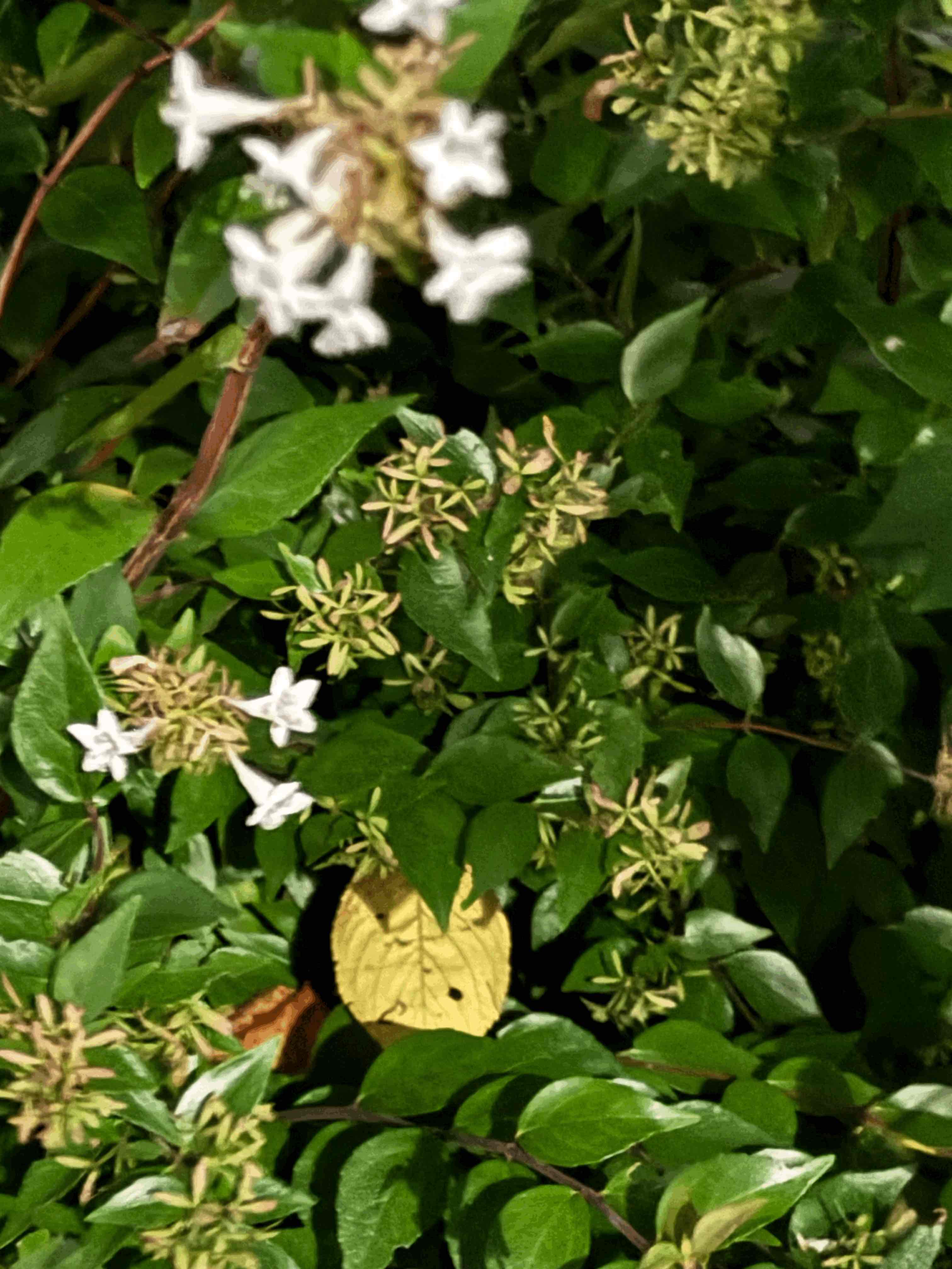 tempImagelGqTUK.gif