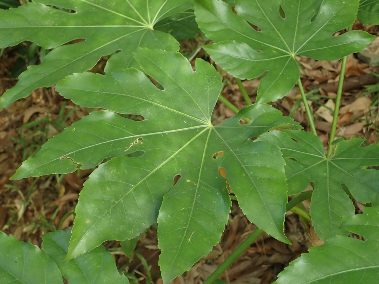 PA140410.JPG