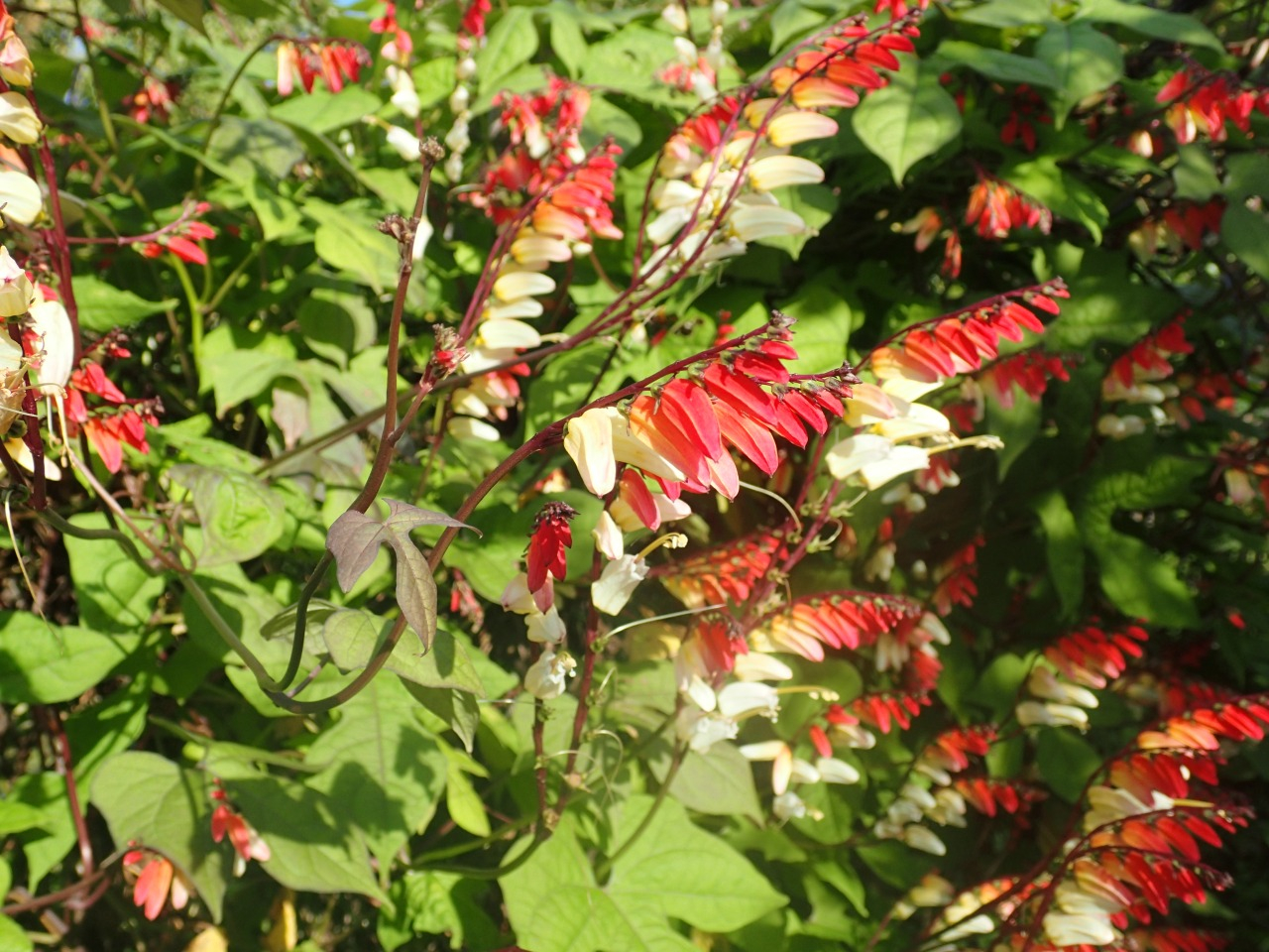 PB170616.JPG